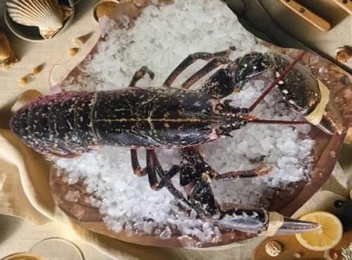 Homard Bleu Européen Vivant