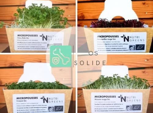 Micro pousses Pack Os solide (Kale, Amaranthe, cresson, moutarde) 4 barquettes