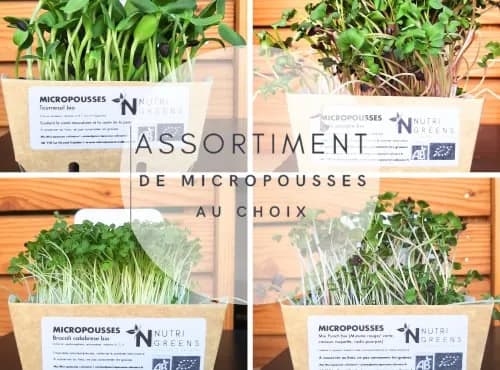 Micro pousses bio Assortiment au choix 4 barquettes