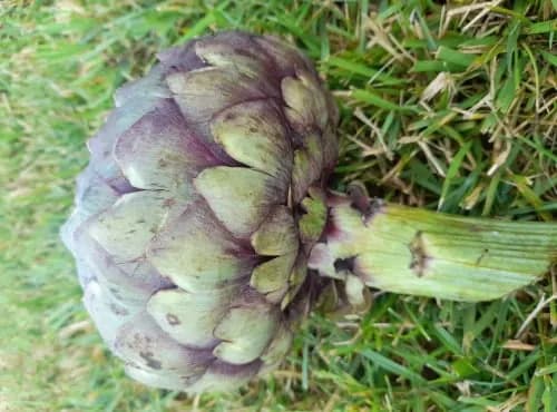 Artichaut de Saint-Malo