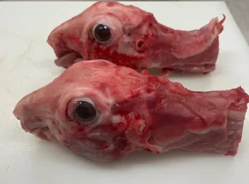 Tête et cou de lapin - Image 1