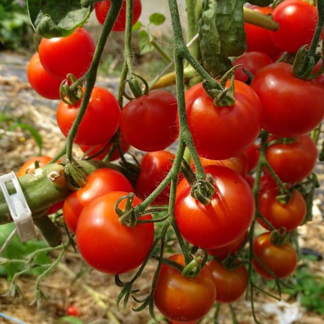 Tomate Cerise BIO