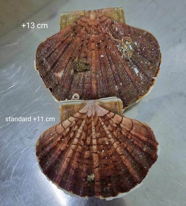 Coquilles st Jacques +13cm (grosses) 5 kg