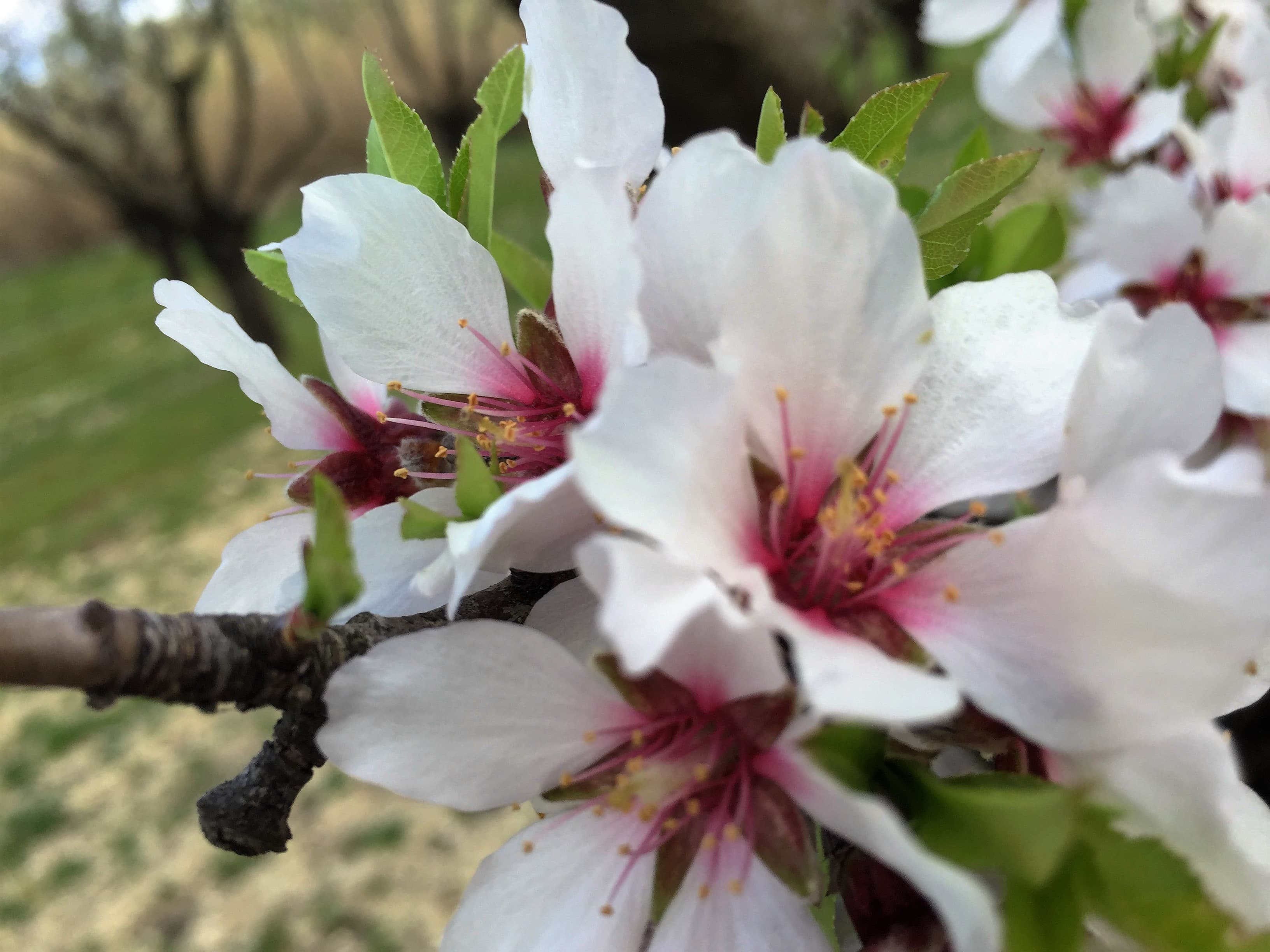 Les amandiers de tintin