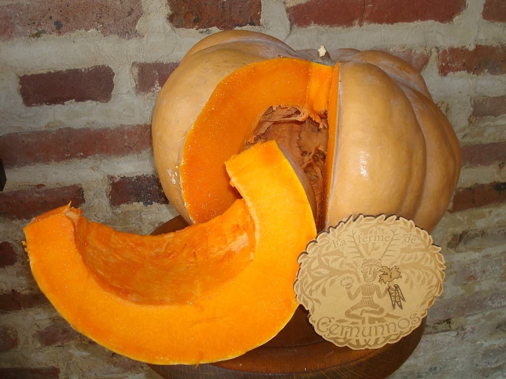 Courge Musquée de Provence