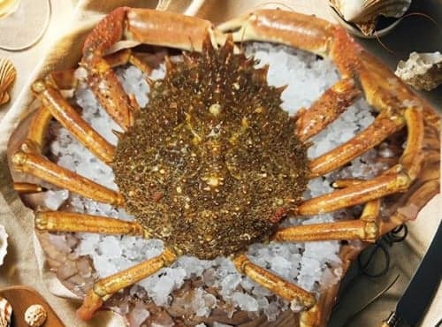 Araignée de Mer Vivante