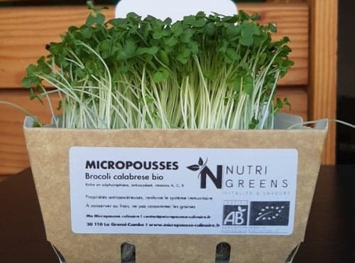 Micro pousses de brocoli Calabrese Bio 16 barquettes