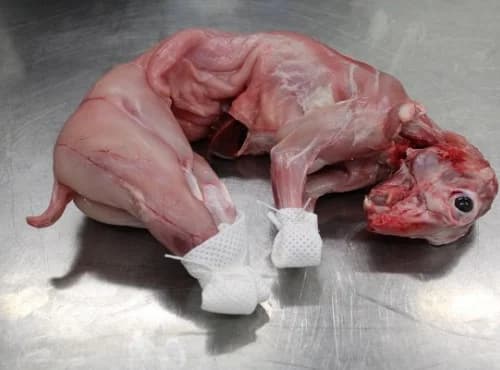 Lapin fermier entier